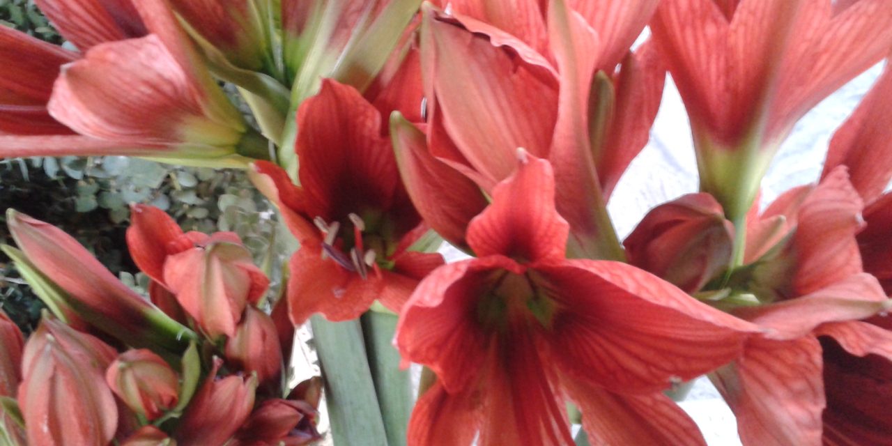 New Art Decò, ovvero “sustainable flowers”: fiori a km zero