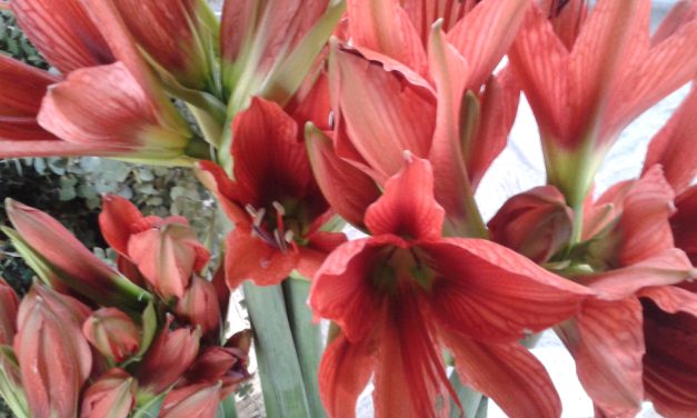 New Art Decò, ovvero “sustainable flowers”: fiori a km zero