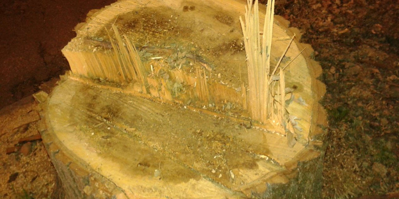 ECATOMBE DI ALBERI PER LA TROMBA D’ARIA A FIRENZE