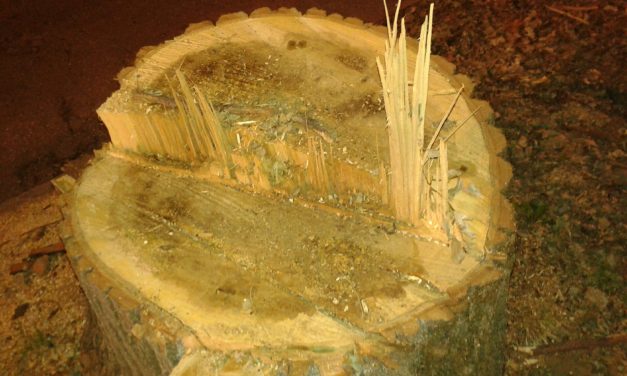 ECATOMBE DI ALBERI PER LA TROMBA D’ARIA A FIRENZE