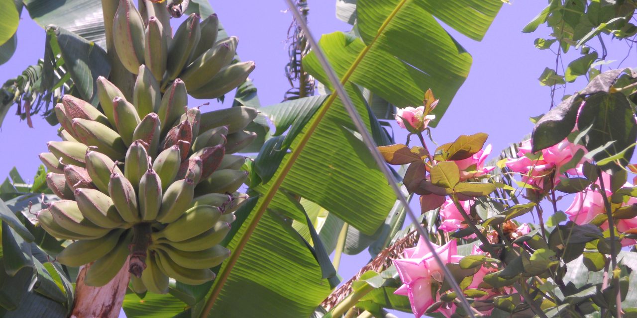 Dalla Sicilia arrivano in Toscana Le Galline Felici