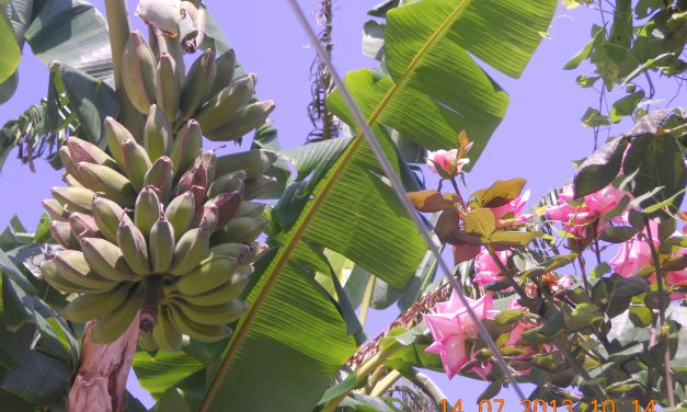Dalla Sicilia arrivano in Toscana Le Galline Felici