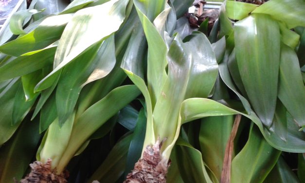 Scilla marittima (Drimia maritima), la “cipolla” dai fiori delicati