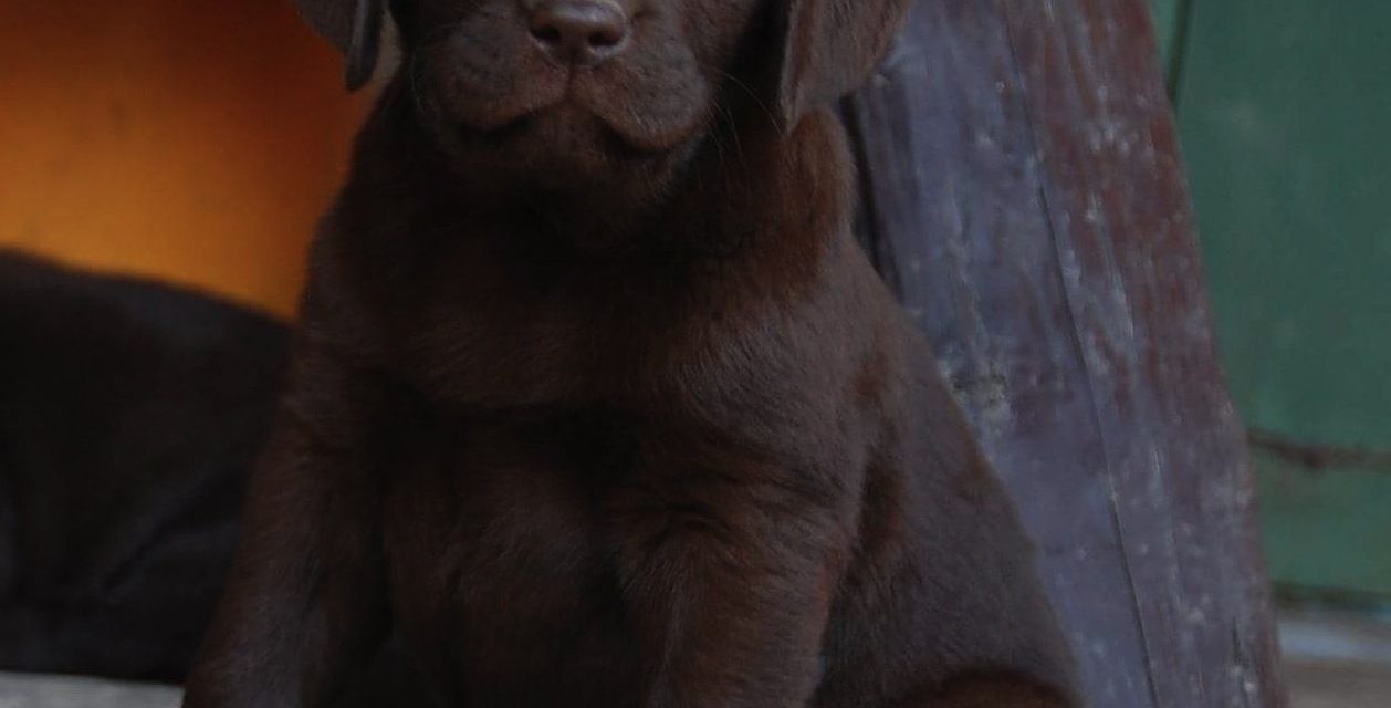 Pet Therapy a sostegno dei detenuti della Casa Circondariale di Livorno