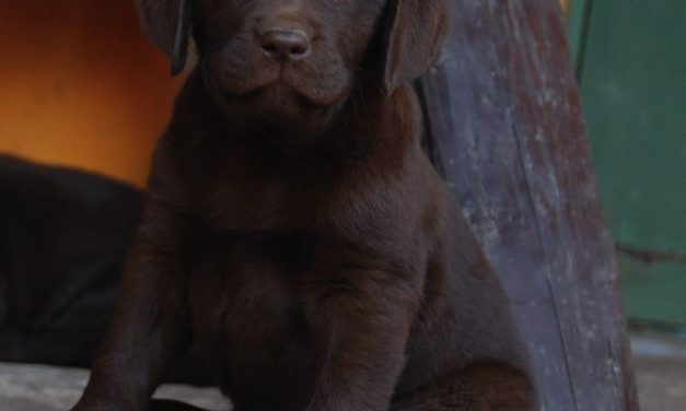 Pet Therapy a sostegno dei detenuti della Casa Circondariale di Livorno