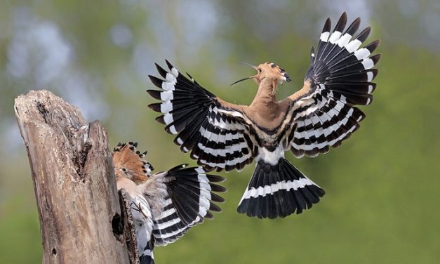 Lipu: il nuovo sito web con un’enciclopedia delle 300 specie di uccelli presenti in Italia