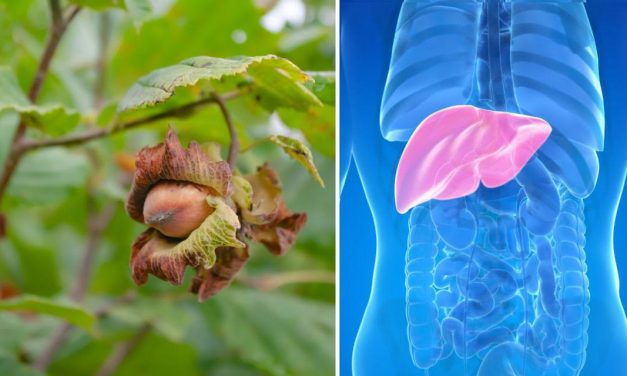 scoperto il potenziale antitumorale della nocciola