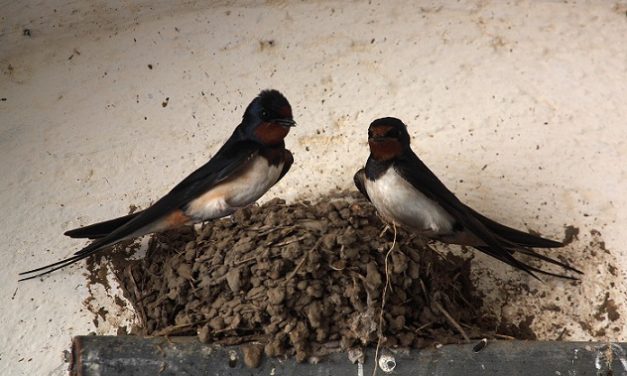 LEGGE DI BILANCIO: IL WWF CHIEDE AL GOVERNO DI TRIPLICARE GLI INVESTIMENTI PREVISTI DAL PNRR PER IL VERDE URBANO ED EXTRA URBANO