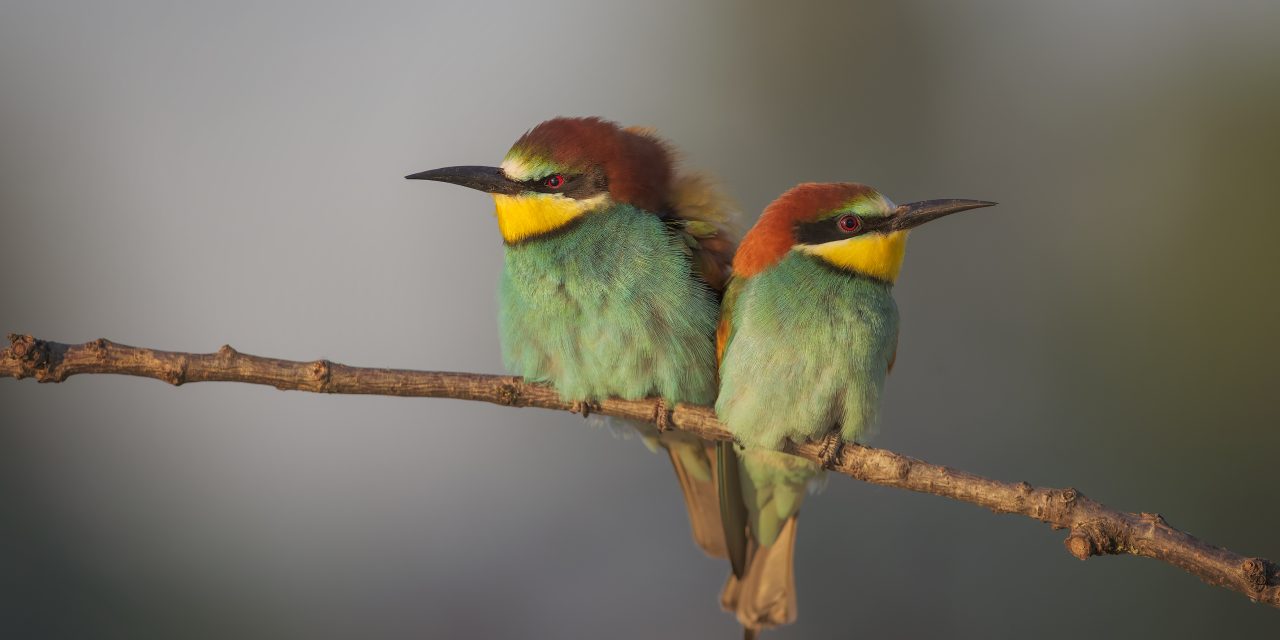 Eurobirdwatch: 5 e il 6 ottobre appuntamento in tutta Europa con la migrazione degli uccelli