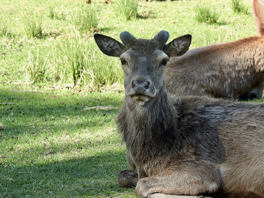 Caccia al cervo: il TAR Abruzzo respinge la richiesta di sospensiva