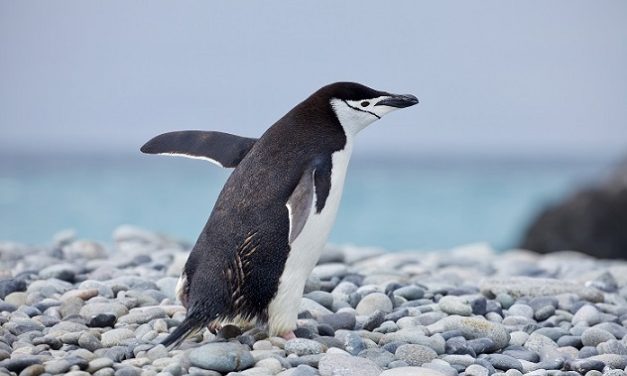 LIVING PLANET REPORT DEL WWF: IN SOLI 50 ANNI, A LIVELLO GLOBALE, CALO CATASTROFICO DEL 73% DELLE POPOLAZIONI DI ANIMALI SELVATICI