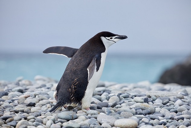 LIVING PLANET REPORT DEL WWF: IN SOLI 50 ANNI, A LIVELLO GLOBALE, CALO CATASTROFICO DEL 73% DELLE POPOLAZIONI DI ANIMALI SELVATICI