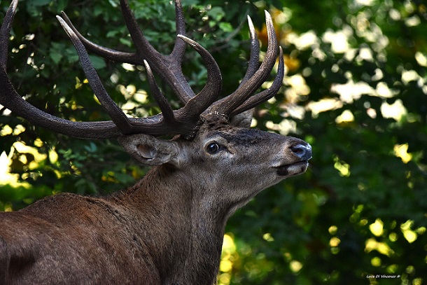CACCIA AI CERVI D’ABRUZZO SOSPESA FINO AL 7 NOVEMBRE DAL CONSIGLIO DI STATO