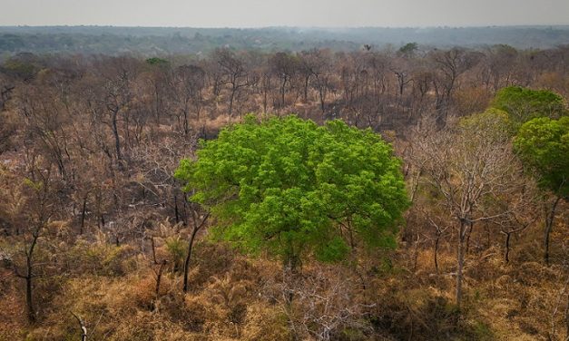 COP29 SUL CLIMA: DUE AUTOREVOLI REPORT DENUNCIANO L’IMPENNATA DELLE EMISSIONI E LO STALLO DELL’AZIONE CLIMATICA