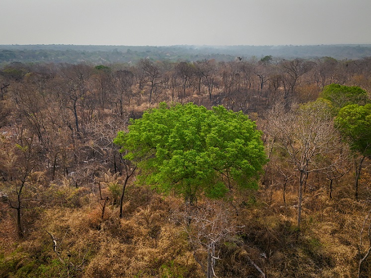 COP29 SUL CLIMA: DUE AUTOREVOLI REPORT DENUNCIANO L’IMPENNATA DELLE EMISSIONI E LO STALLO DELL’AZIONE CLIMATICA