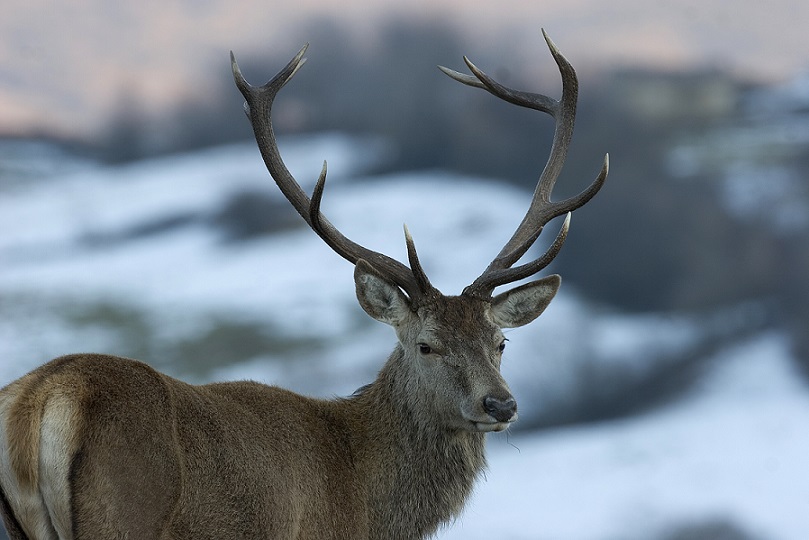I cervi d’Abruzzo sono salvi: il Consiglio di Stato accoglie il ricorso di LAV, LNDC Animal Protection e WWF Italia