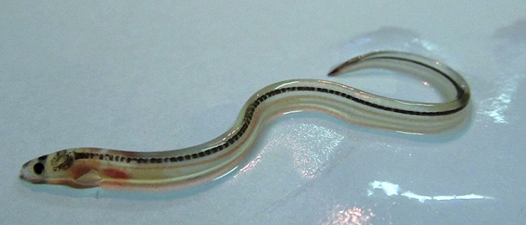 La diversità migratoria è la sorprendente chiave di sopravvivenza per le anguille