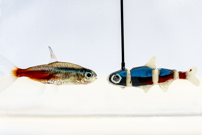 Dall’interazione robot-animali le nuove soluzioni per affrontare la crisi climatica e ambientale