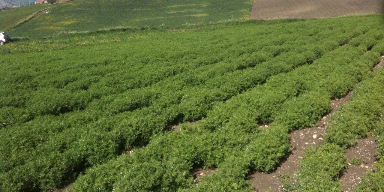 LA LENTICCHIA DI VILLALBA. 200 ANNI DI TRADIZIONE