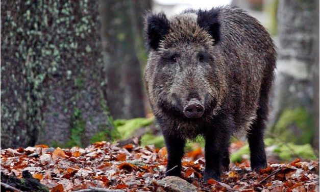 “Vogliamo vivere”: un flashmob a Firenze in difesa degli ungulati